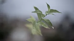 Pianta verde coperta di rugiada in macro fotografia a fuoco selettivo