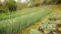 Appassionati di orto ottengono zucchine giganti con la cenere di legna