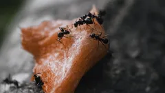 Chi ama una casa sicura protegge la cucina con il trucco della nonna contro le formiche