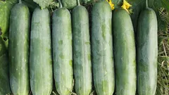 Cetrioli freschi allineati su prato verde con fiori gialli