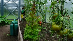 Pomodori da sogno: i segreti della concimazione per un raccolto abbondante