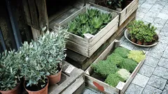Olio di neem e rimedi vegetali: sicurezza e salute per le tue piante