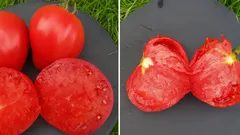 Pomodori freschi interi e tagliati su un piatto nero con foglie verdi