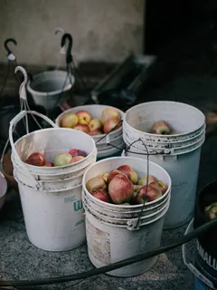 secchi di mele fresche raccolte in campagna