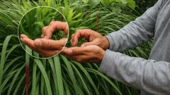Citronella sul balcone: il segreto naturale per bandire le zanzare