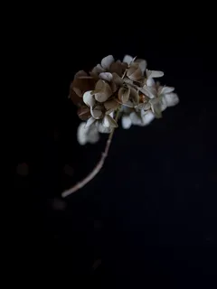 fiore bianco di ortensia su sfondo nero