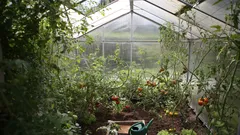 Appassionati di orto ottengono pomodori più gustosi seguendo la sfemminellatura di luglio