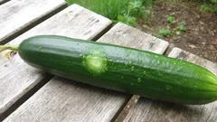 Cetriolo fresco con gocce d'acqua su tavolo di legno all'aperto