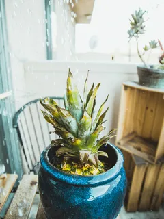 Pianta di ananas in vaso su tavolo di legno