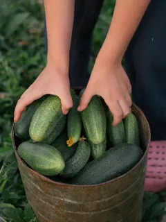 Persona con cetriolo verde in cesta di vimini marrone