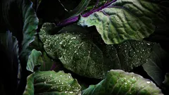 Trasforma l’orto d’agosto: spinaci, bietola e rucola danno raccolti sorprendenti fino all’autunno