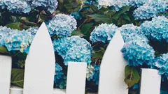 Amanti del giardinaggio trasformano le ortensie in un blu intenso con un semplice "trucco di cucina"