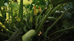 La potatura mirata ridà energia alle zucchine e prolunga il raccolto