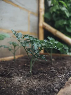 Pianta di pomodoro verde su terreno marrone in giardinaggio urbano