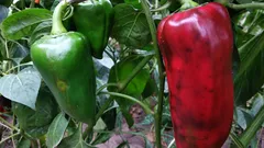 Ottieni peperoni rossi perfetti in orto seguendo questi semplici segreti
