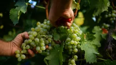 La vendemmia 2025 anticipa e regala uve più profumate che mai