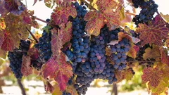 Prepara la tua vigna ad agosto per grappoli sani e saporiti