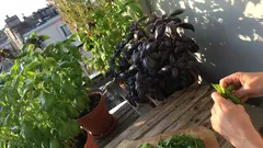 Basilico verde o viola trasforma il tuo balcone e arricchisce ogni piatto