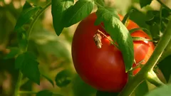 Segreti dell’orto italiano per pomodori succosi fino a ottobre