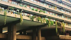 Gli amanti del balcone trasformano il caldo in oasi verdi con piante antifatica