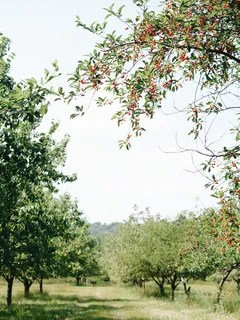 Albero verde nel frutteto di ciliegie Empire