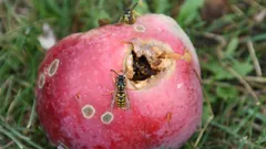 Addio carpocapsa nel frutteto con rimedi naturali e sorprendenti