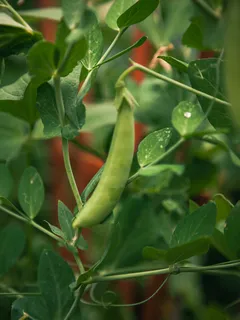 Pianta di pisello con foglie verdi in giardino e filo rosso