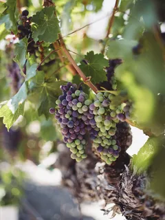 Frutti verdi e viola sfocati in primo piano