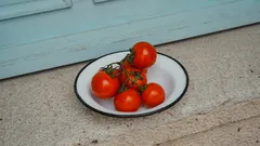 Coltivare pomodori sani: come evitare foglie arrotolate e stress