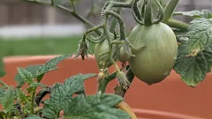 Foglie di pomodoro arricciate: il trucco naturale che salva il raccolto