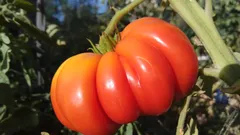 Coltivatori italiani accelerano pomodori rossi usando lievito e latte