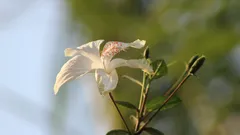 Fiore bianco e giallo con effetto tilt shift
