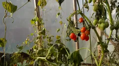 pomodori maturi che crescono su una vite in una serra