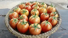 Orticultori italiani trasformano il raccolto di pomodori con semplici segreti