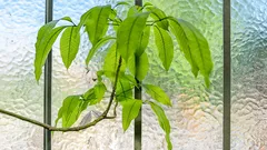 Il segreto per molte piante nuove senza prodotti costosi