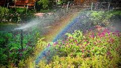 Gli amanti del verde assicurano un orto sempre rigoglioso seguendo la regola dell’alba