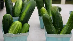 Appassionati di orto ottengono cetrioli irresistibili con il metodo del solfato di potassio