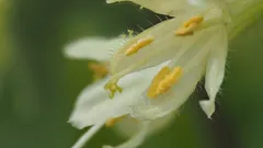 Giardinieri attenti salvano l’oleandro e la fioritura estiva con piccoli gesti