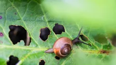 Caffè contro limacce e chiocciole: il trucco green per un orto sano