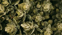 Scegli questi tre fiori e respingi gli afidi senza inquinare