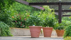 Scopri come creare un’oasi fresca con piante ombreggianti in giardino