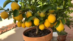 Coltivatori di limoni in vaso ottengono fino a 40 frutti con il fertilizzante giusto