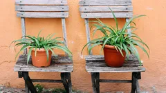 Migliora la salute del tuo giardino evitando errori comuni con l’aceto