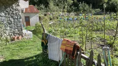 Orticultori d’Italia, salva il raccolto di luglio con il segreto della pacciamatura