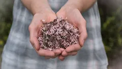 I segreti per sfruttare le erbacce senza rischi nel compostaggio