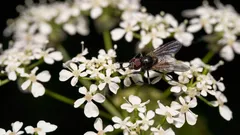 Addio mosca bianca in serra con rimedi naturali e strategie bio