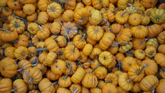La raccolta perfetta della zucca regala sapore e lunga conservazione fino a primavera