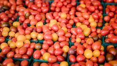 La raccolta anticipata dei pomodori esalta la dolcezza del tuo raccolto
