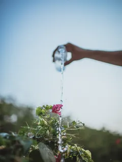 persona che versa acqua su una pianta verde in vaso