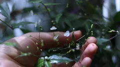 Mano che tiene una pianta con piccoli fiori bianchi